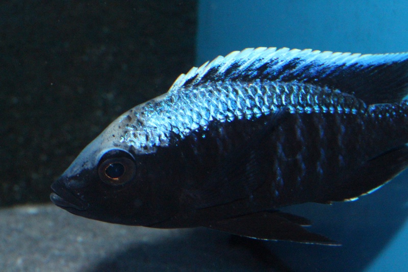 Copadichromis trewavasae 'Chizumulu Island'